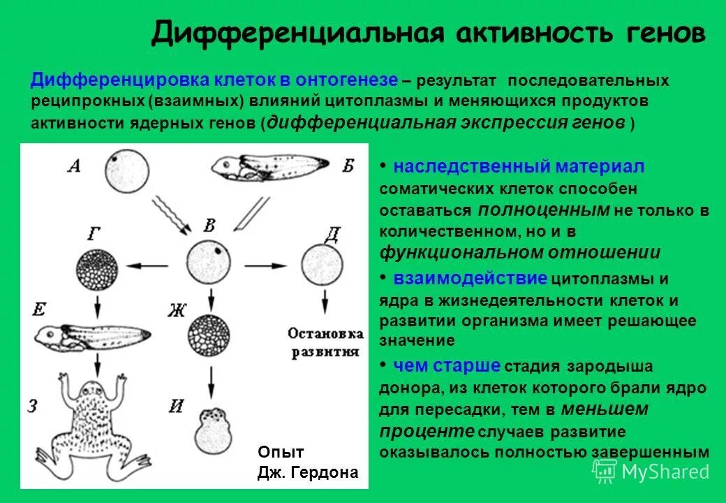 Клетка онтогенез