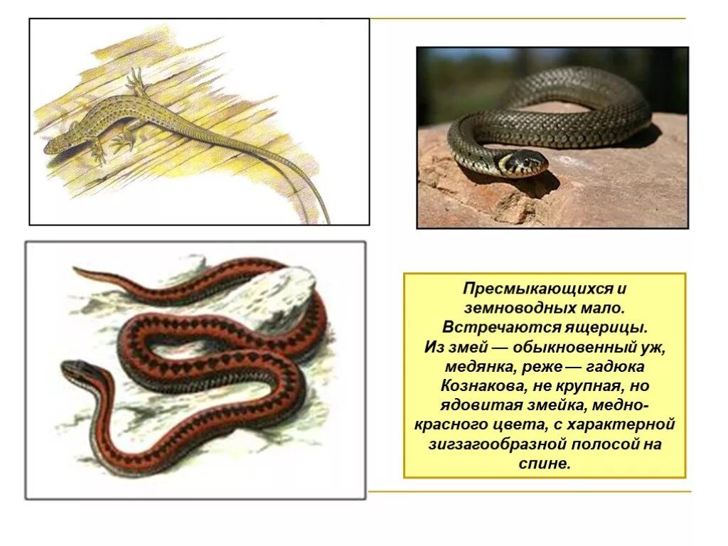 Какие животные обитают в субтропиках. Уж обыкновенный фото. Присмыкающимся. Земноводные кто лишний. Змея и лягушка.