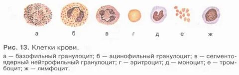 Виды структур клеток