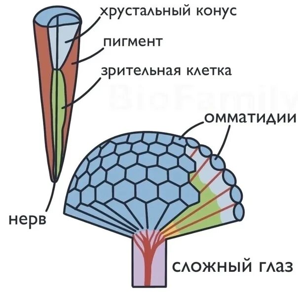 Строение глаз у ракообразных. Фасеточные глаза строение. строение глаза ракообразных. фасеточные глаза у ракообразных. строение фасеточного глаза насекомого.