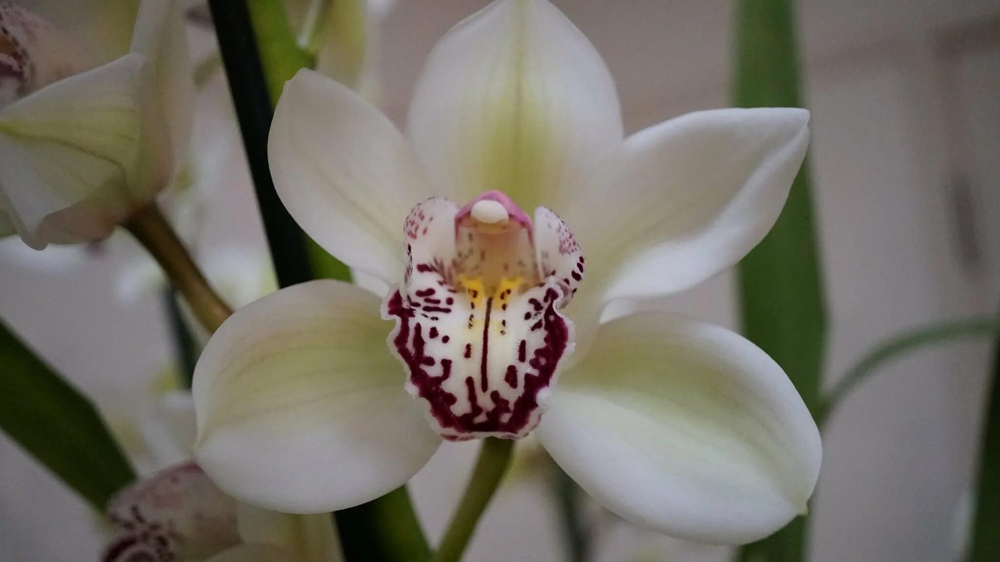 Цимбидиум белый. Орхидея Цимбидиум. Цимбидиум айс Каскад. Цимбидиум Дельмонт.