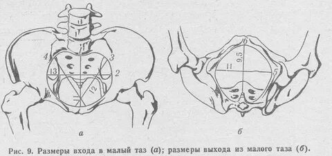 Наибольший поперечный диаметр