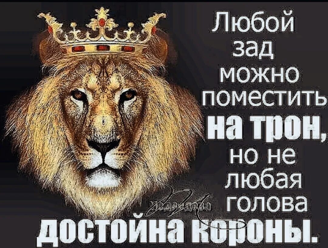 Есть кто прав лев. Лев цитаты. Высказывания про Льва. Афоризмы про корону на голове. Цитаты на фоне Льва.