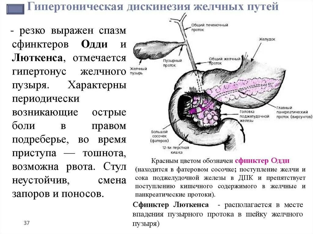 Почему после удаления желчного болит правый бок. Желчный пузырь сфинктер Одди. Поджелудочная железа сфинктер Одди. Сфинктер Одди схема. Спазм желчных протоков симптомы.