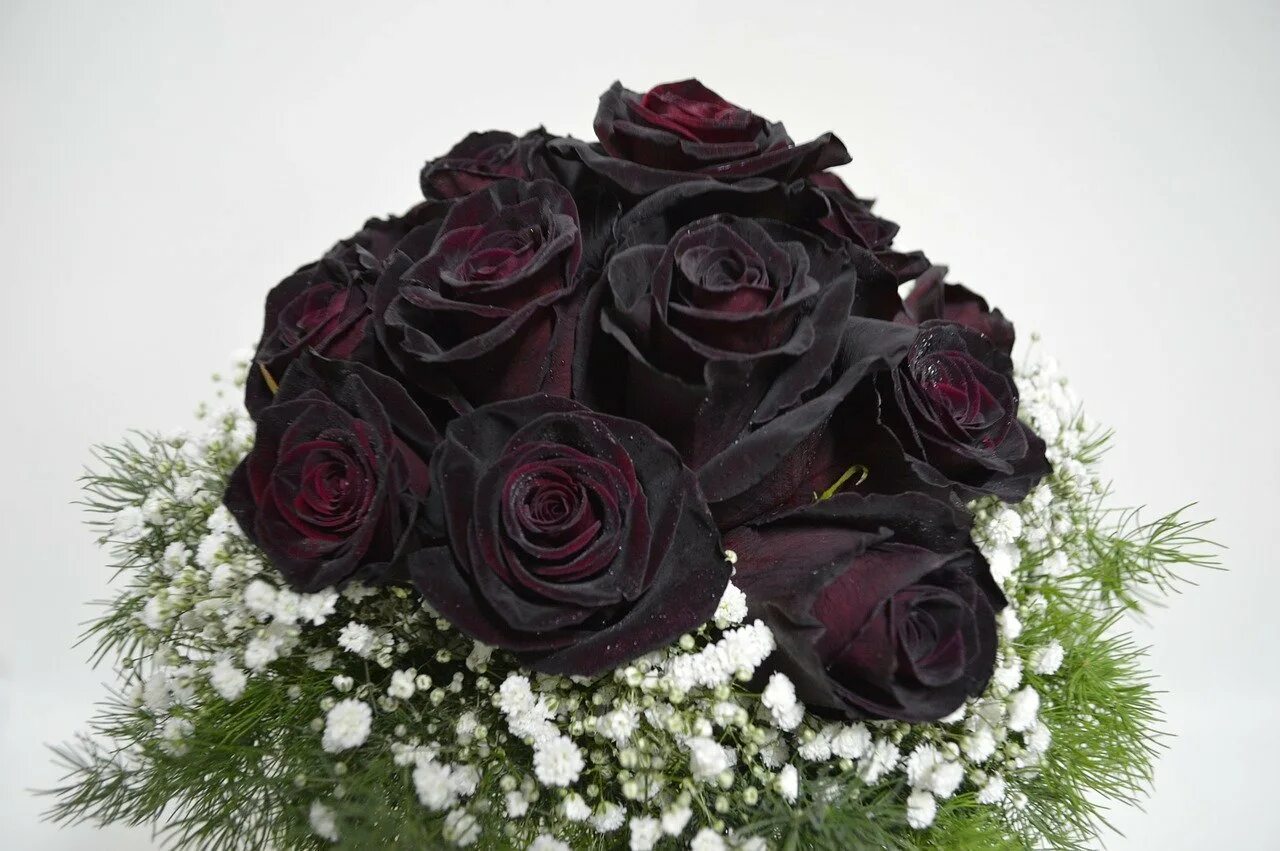 Блэк баккара цветы. Блэк баккара (Black Baccara).