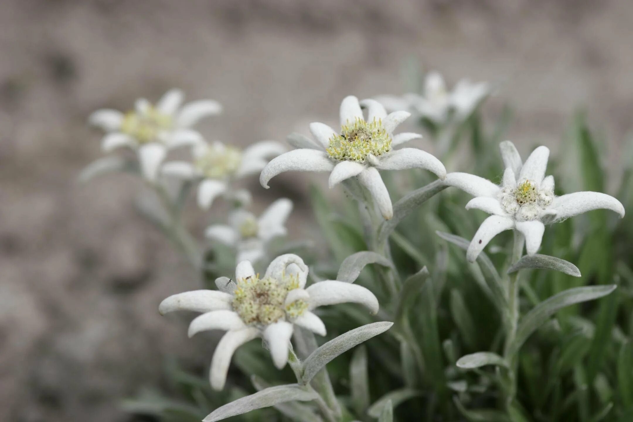 Леонтоподиум эдельвейс. Эдельвейс гималайский. Эдельвейс альпийский. Цветок эдельвейс альпийский. Эдельвейс альпийский.
