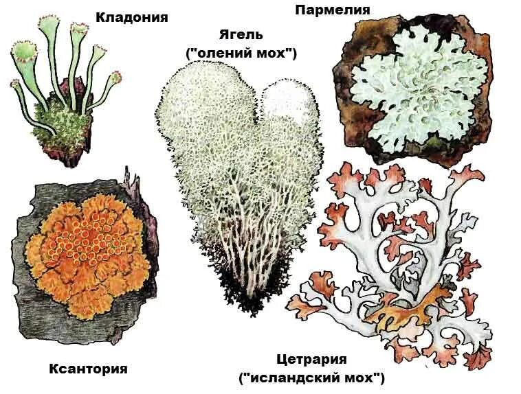 Лишайник растение животное что лишнее и почему. Лишайники виды. Типы лишайников. Лишайники классификация. Лишайники представители.