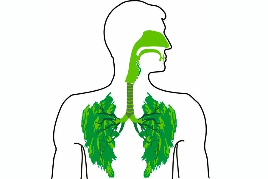 Замкнутая дыхательная система. Дыхательная система человека аппликация. Дыхательная система картинки. Проблемы с дыхательной системой. Respiratory System Disorders картинки.