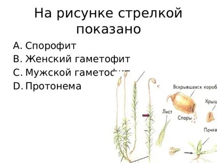 На рисунке спорофит изображен
