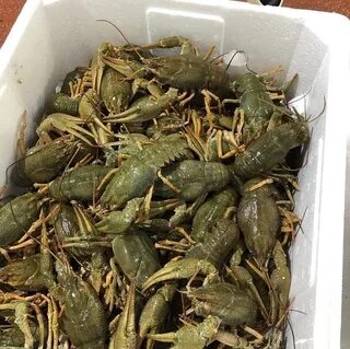 Раки новосибирск