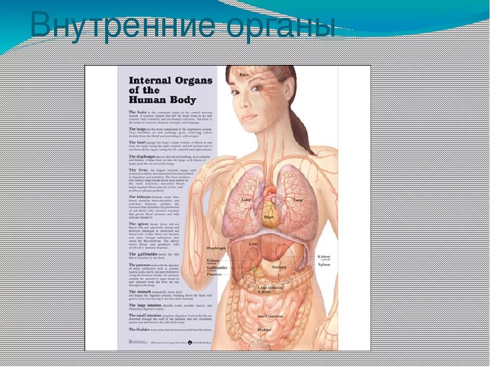Строение внутренних органов фото