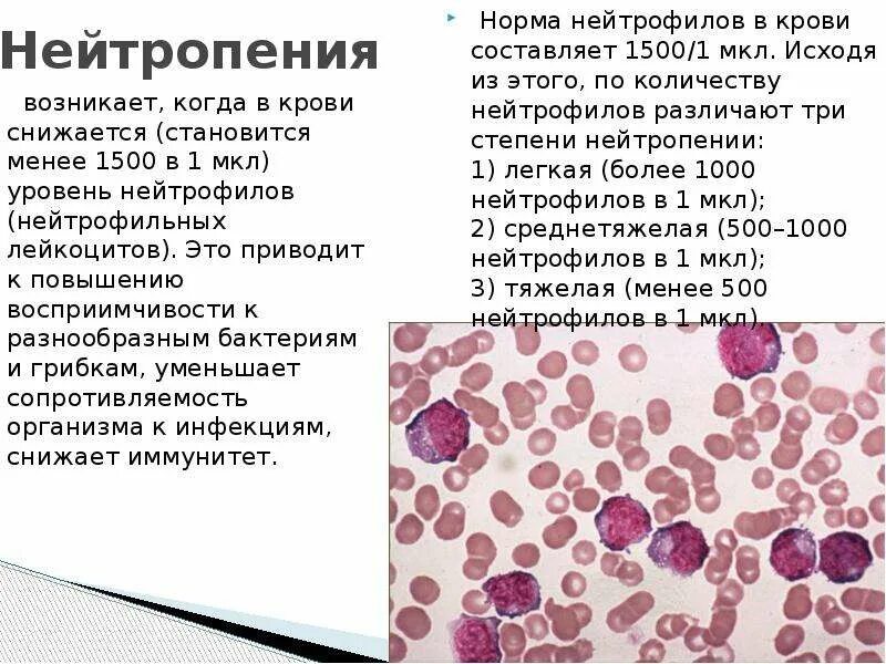 Нейтрофилы после химиотерапии. Нейтрофилы повышение и понижение. Нейтропения нейтрофилы. Снижение сегментоядерных нейтрофилов.