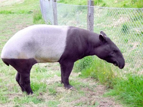 Did you know that tapir its called Tzimín in mayan? Cancun attractions, Mexico, 