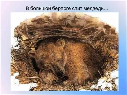 Известно что медведи всю зиму спят план