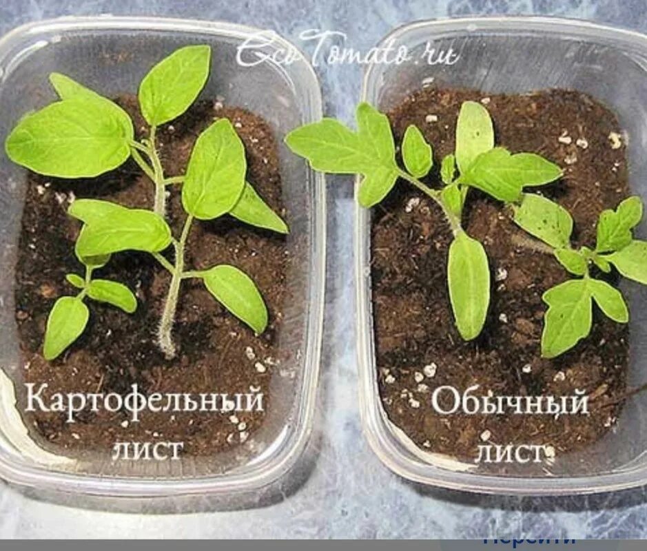 Томат с округлыми листьями. Рассада томатов Ляна. Томат рассада с картофельными листьями. Рассада помидор с круглыми листьями. Рассада томатов с круглой листвой сорт.