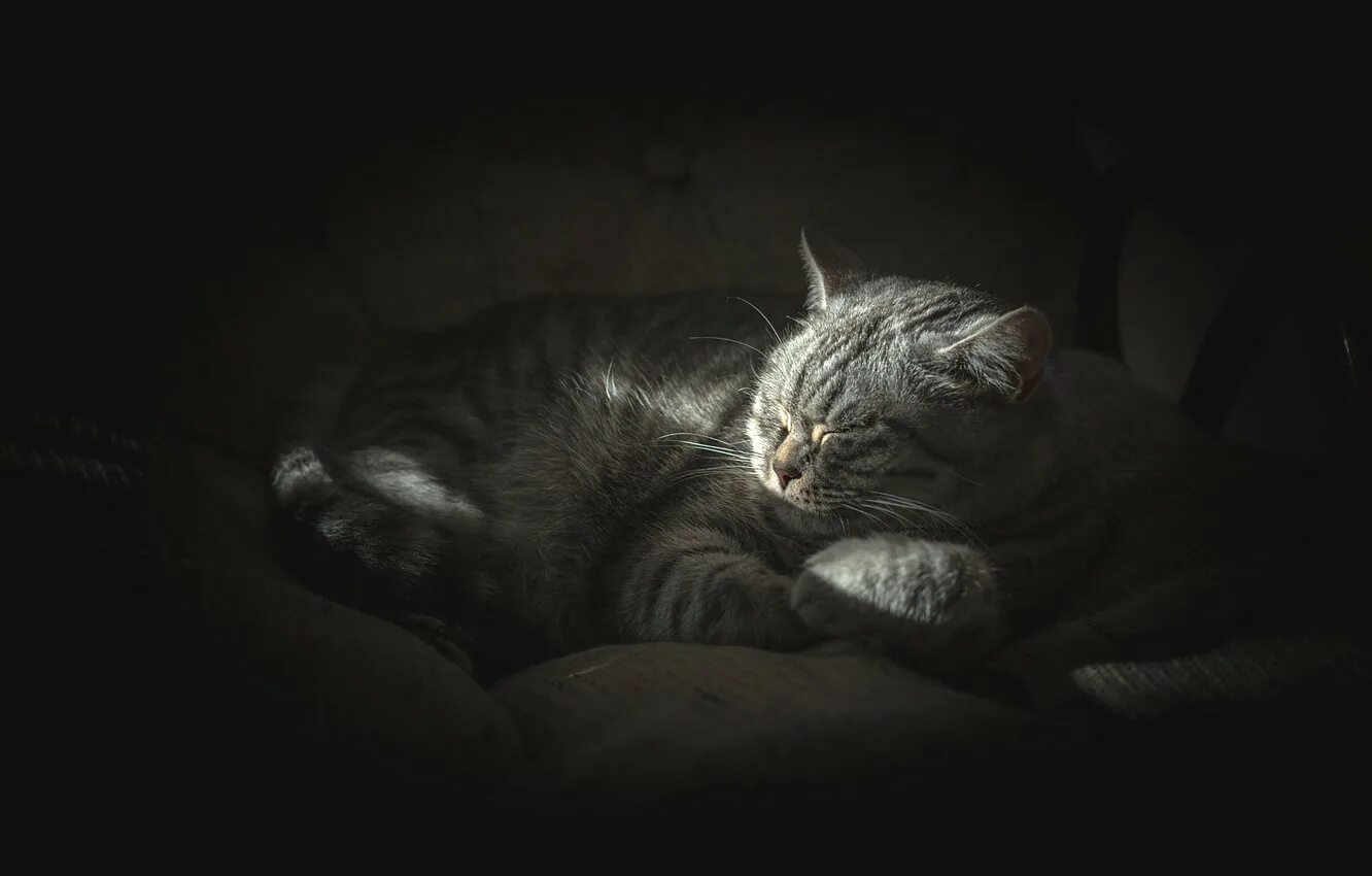 Котенок котэ в темноте