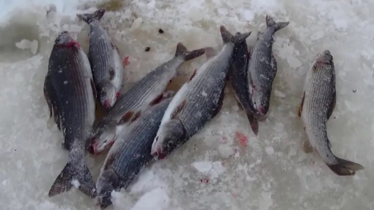 Клев хариуса в красноярске. Монгун-Тайга хариус. Хариус Байкальский рыбалка зимняя. Зимний улов хариуса. Хариус зимой.