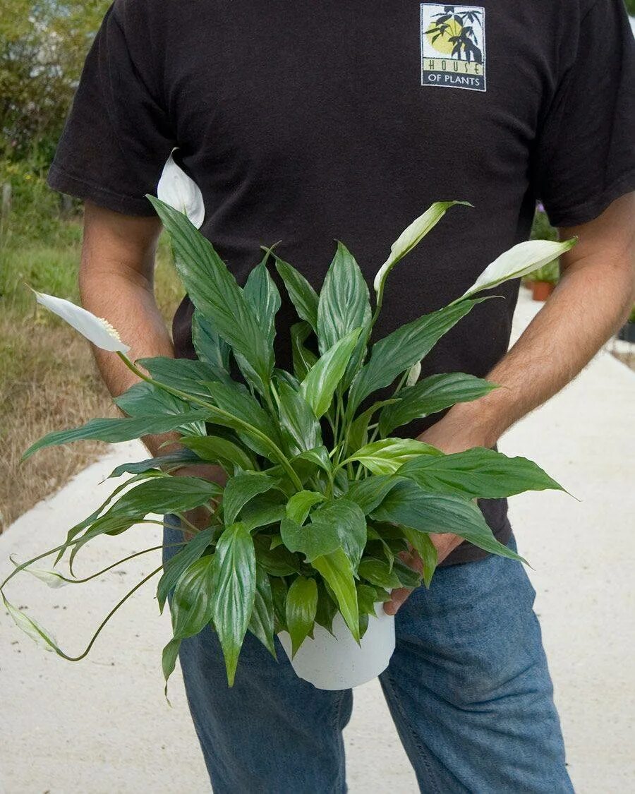 Спатифиллюм пересадка. Спатифиллум Уоллиса (Spathiphyllum wallisii). Спатифиллум Ларго. Спатифиллум Канна. Спатифиллум Уоллиса вариегатный.