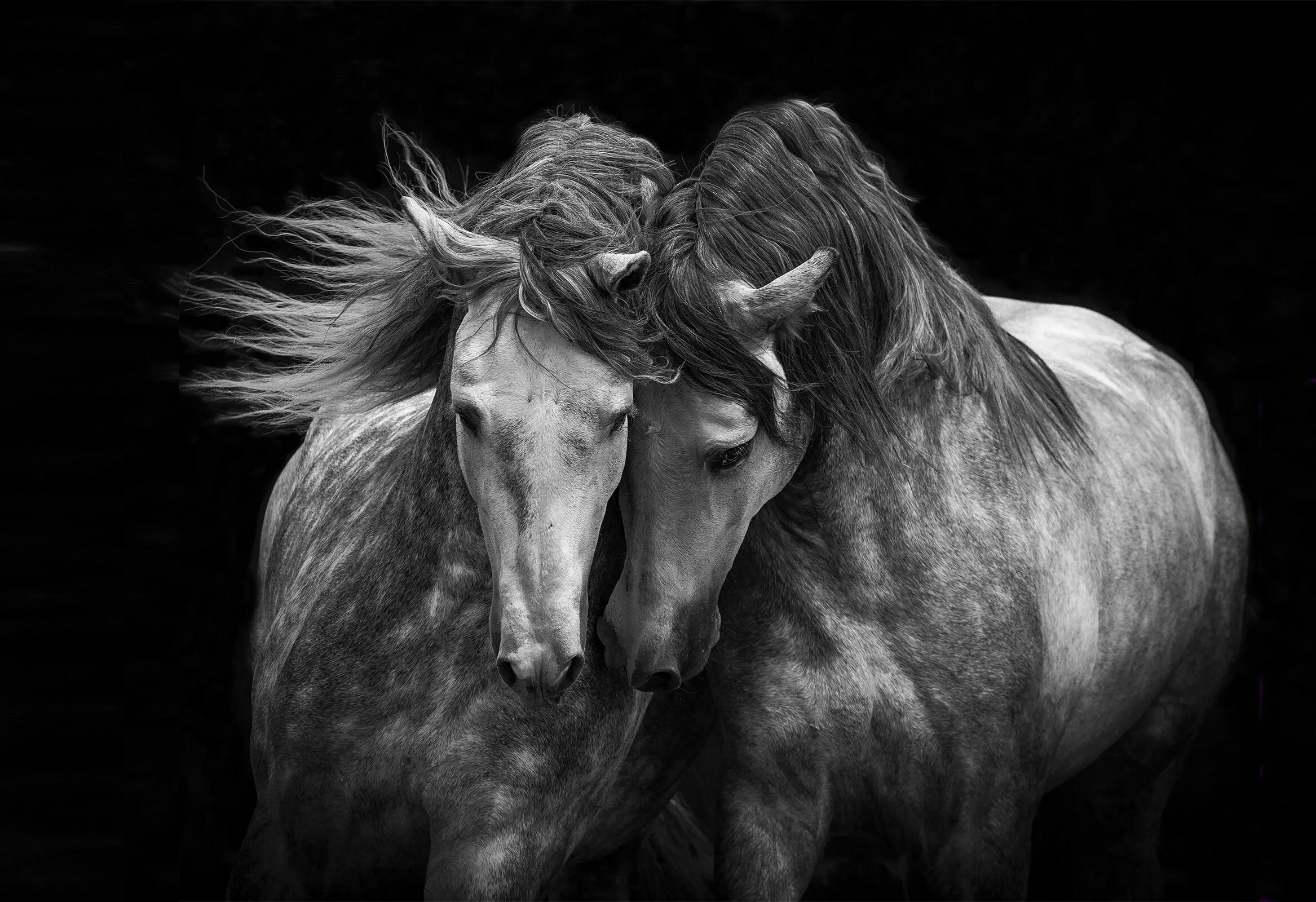 Лошади любовь. Пара лошадей. Две лошади. Лошадь черно белая.