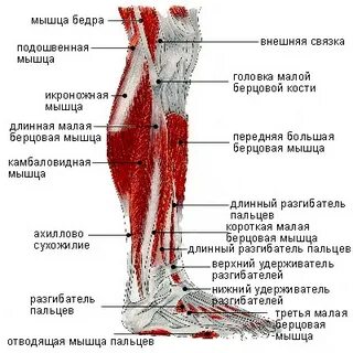 Болят мышцы голени что делать