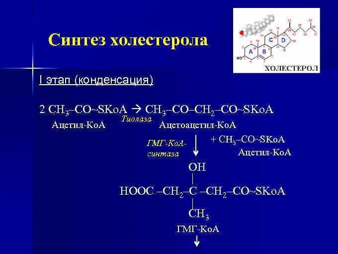 Этапы синтеза холестерола. Синтез эндогенного холестерола. Этапы биосинтеза холестерола. Синтез холестерола 2 этап. Сн3 со сн3