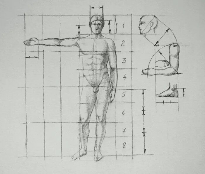Пропорции тела человека Академический рисунок. Пропорции тела человека Баммес. Рыжкин пропорции тела человека анатомия. HS;rbyфигура человека пропорции.