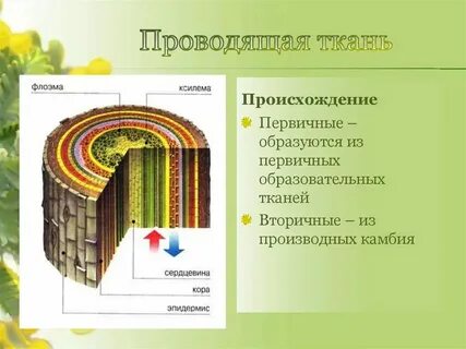 Какая ткань образует камбий