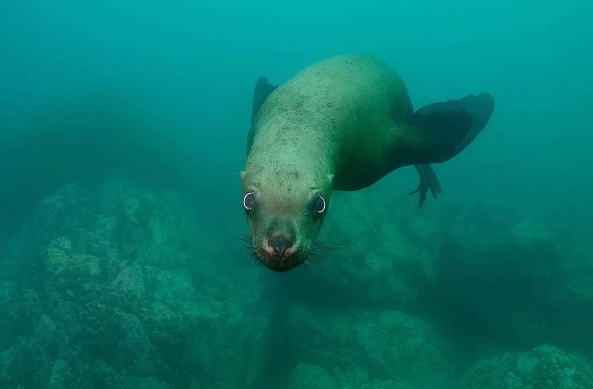 воды тихого океана. моря океанов их. галоклин скаген. сколько всего океанов. самое большое морев росси.
