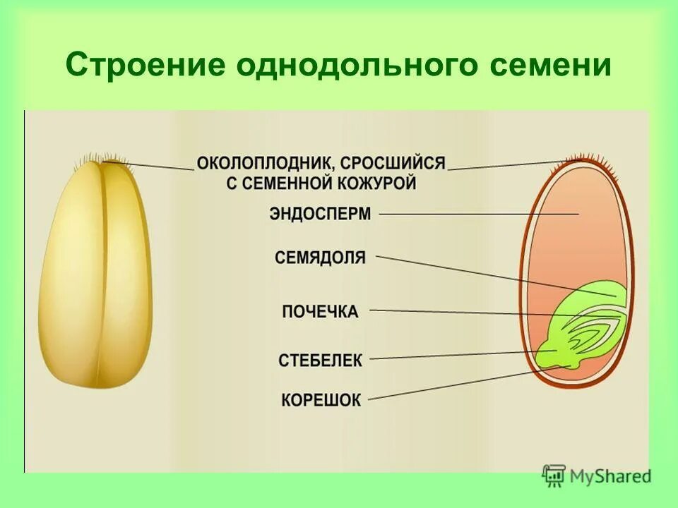 Схема строения однодольного растения. Строение семени двудольного растения. Семя внешнее и внутреннее строение семени. Строение семени однодольного растения. Семя двудольного растения биология 6 класс горох.