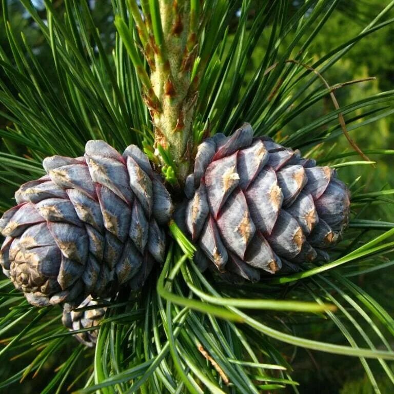 Как называется кедр. Сосна сибирская кедр. Кедр сибирский pinus sibirica. Pinus cembra. Сосна кедровый стланик.