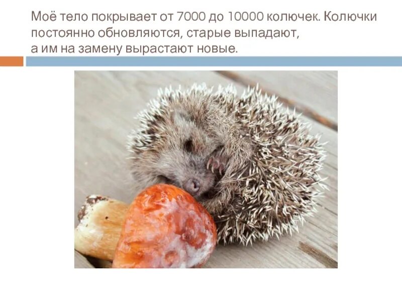 Интересно о ежах