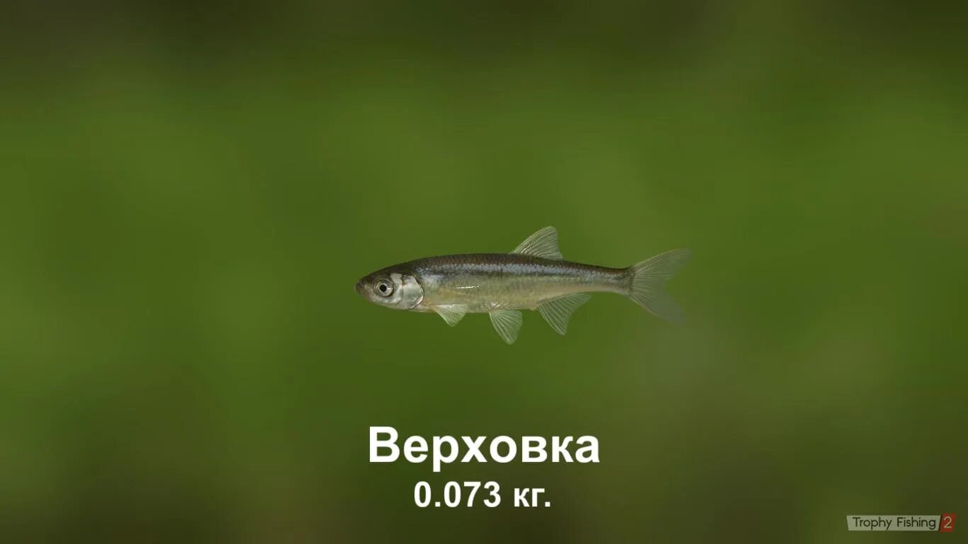 Рыба сибиль Арт Минск.ру