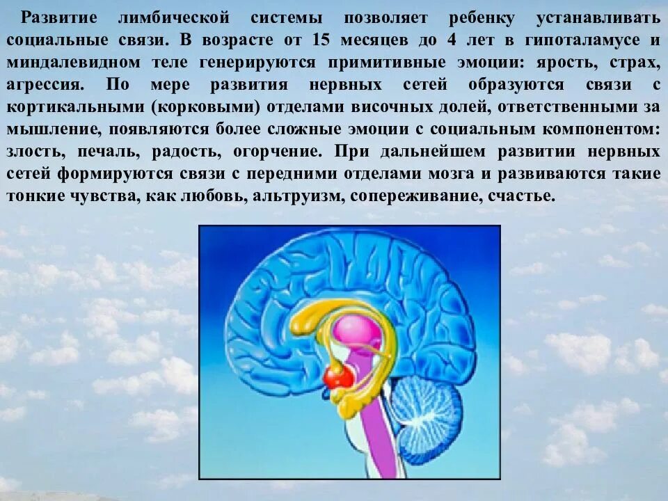 Лимбическая система. Формирование лимбической системы. Лимбическая кора головного мозга. Строение головного мозга лимбическая кора. Формирование лимбической системы.