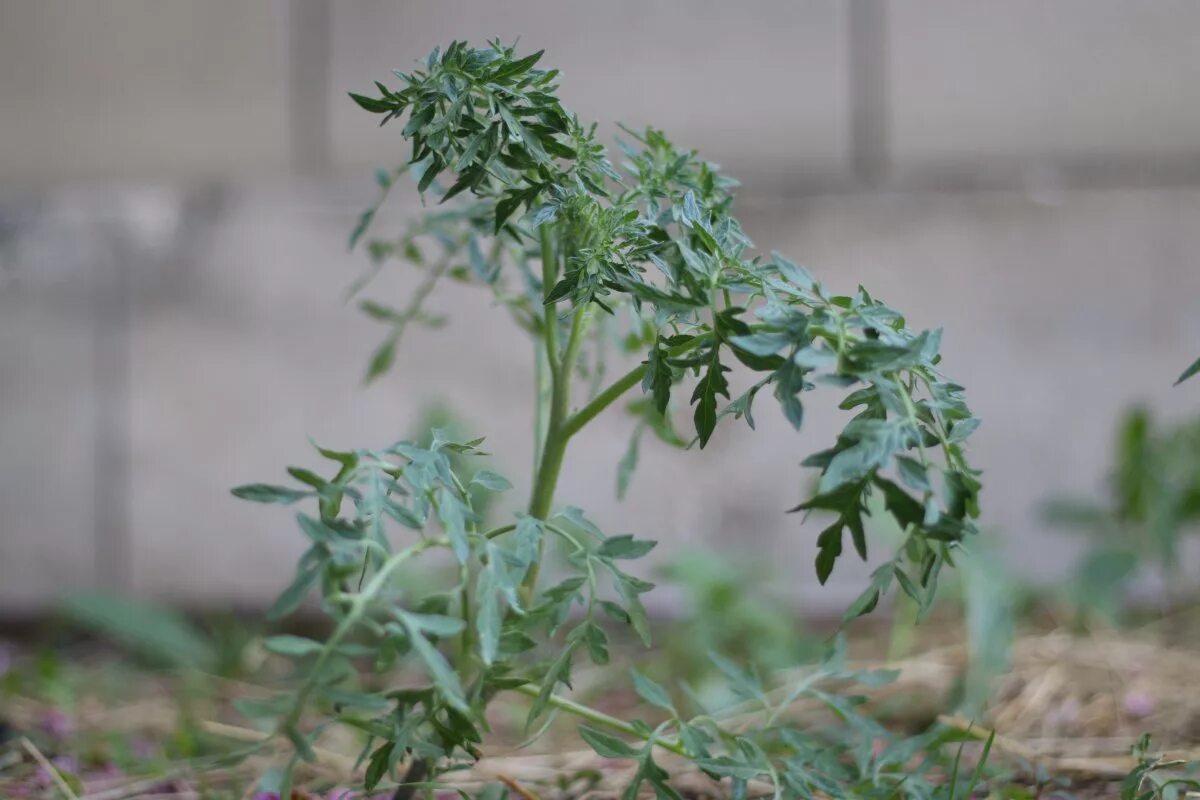 Помидоры сорт голубая ель. Серебристая ель помидоры пасынкование. Томат сорт голубые ели. Томат сорт голубые ели. Сорт томата голубая ель.