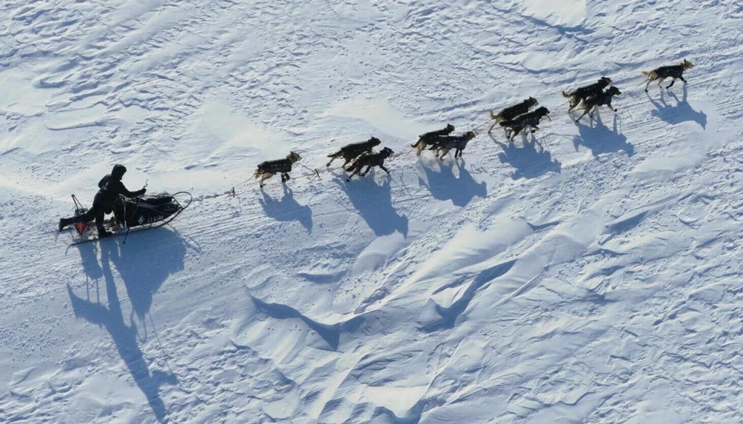Упряжка на аляске. Аляска собачьи упряжки. Аляска Айдитарод. Гонки на собачьих упряжках на Аляске. Аляска собаки в упряжке.