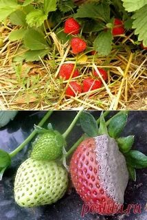 Разные сорта клубники рядом