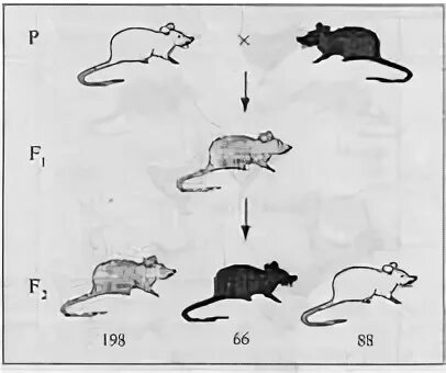 Наследование шерсти у мышей. Наследование окраски у мышей. Комплементарность у мышей. Наследование окраски шерсти у мышей комплементарное взаимодействие.