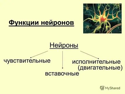 Вставочный нейрон функции