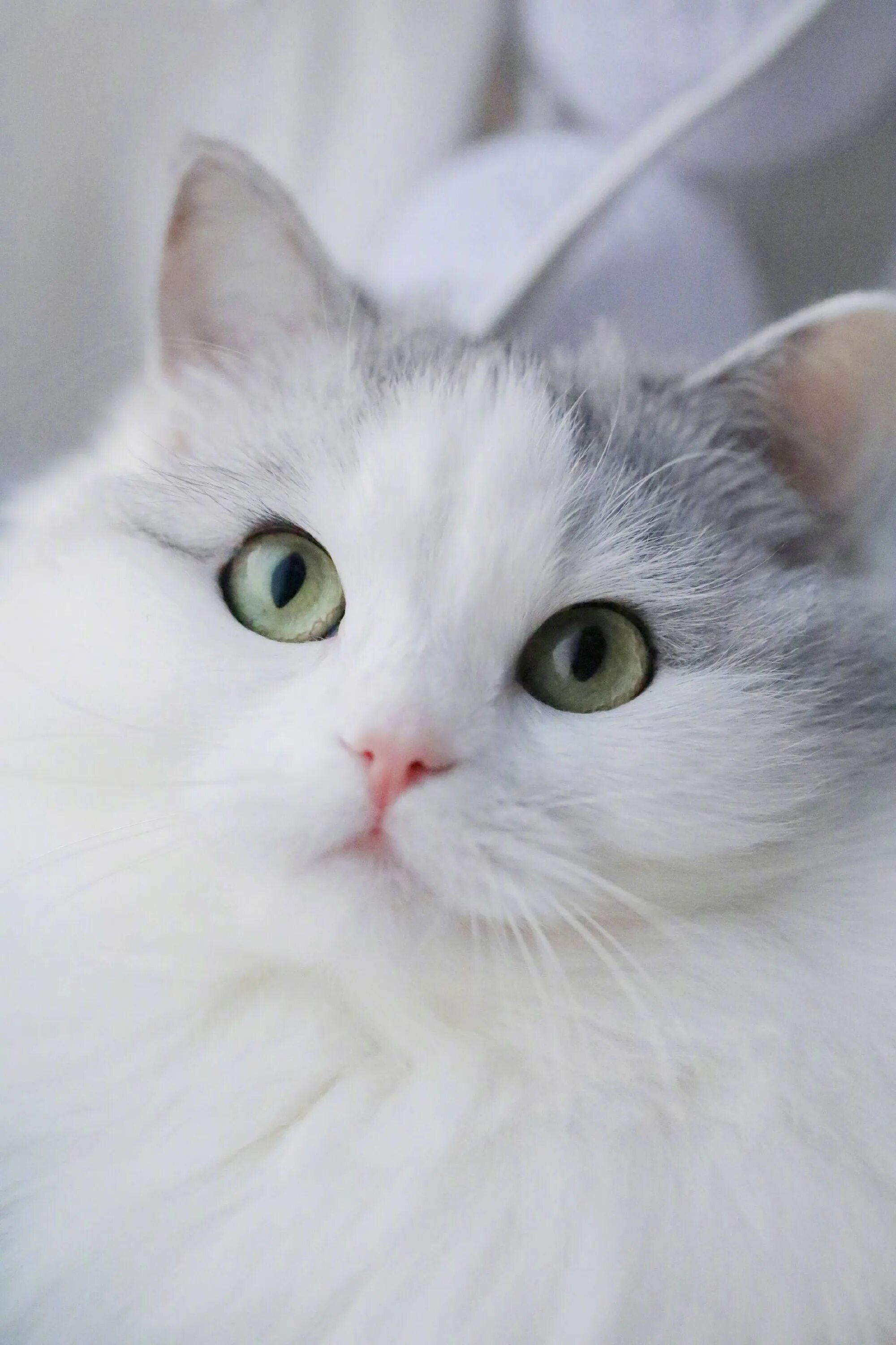 Белые кошечки картинки. Бурмилла короткошерстная Синеглазый. Белый кот. Белый котик. Красивые коты.