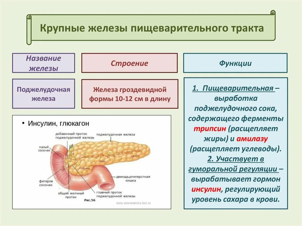 Функции пищеварительного канала и пищеварительные железы. Поджелудочная железа строение и функции. Пищеварительные железы анатомия. Роль поджелудочного сока в пищеварении. Крупные железы пищеварительного тракта.