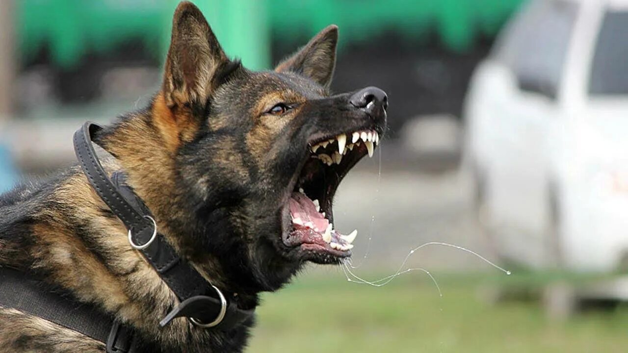 Амбуль + бультерьер. Кане корсо собака оскал. Американский питбультерьер питомник. Щенок сила. Щенок сила.