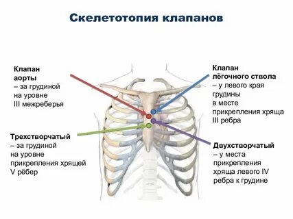 Аорта грудины