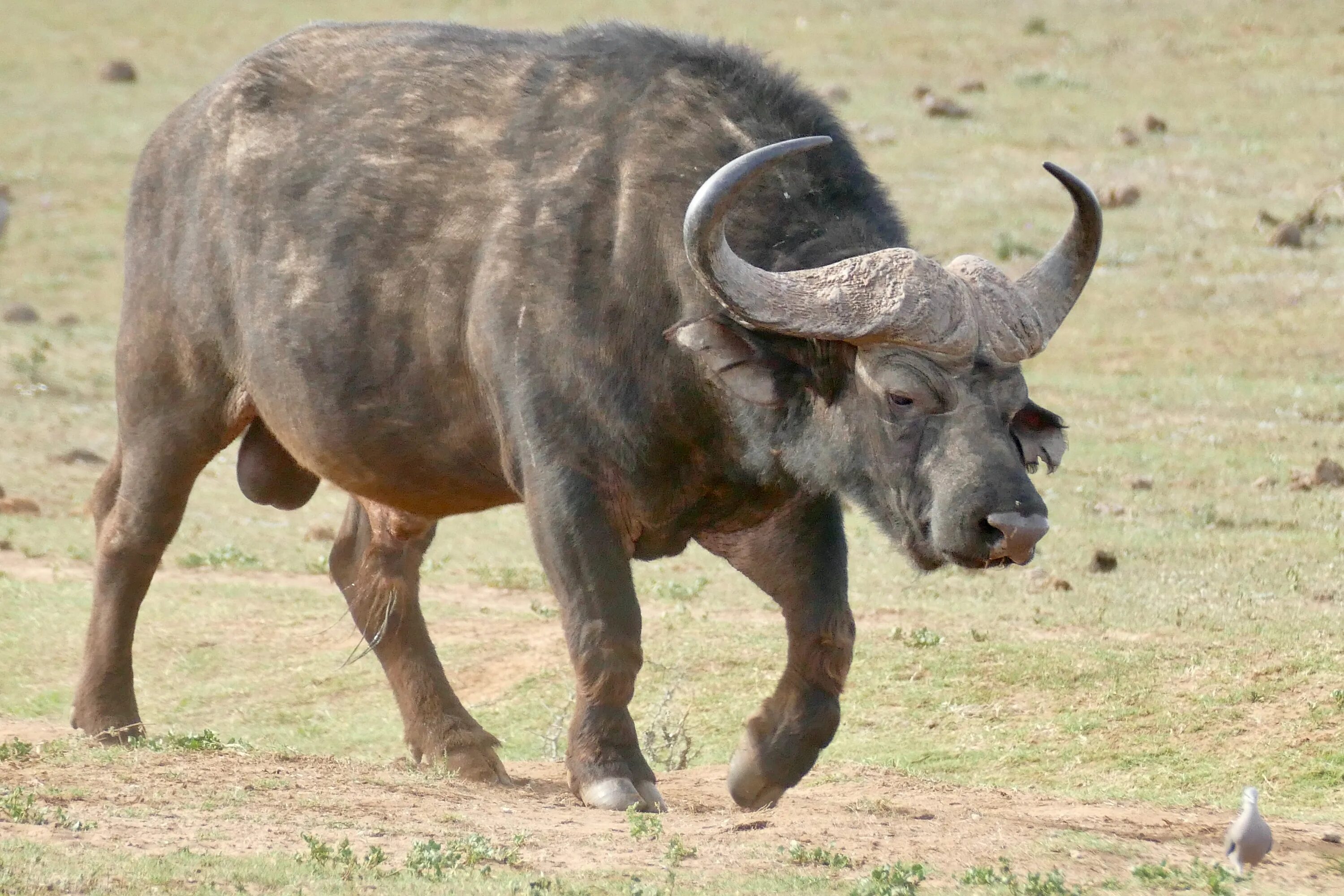 Карлик среди буйволов 4. Самый сильный Африканский буйвол. Африканский буйвол бежит. Лысый буйвол. Убегающий Африканский буйвол.