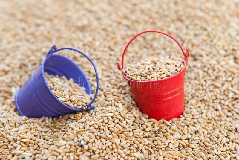 Ведро пшеницы и ведро отрубей. Ведро пшеницы. Ведро пшеницы. Ведро пшеницы. Ведро пшеницы.