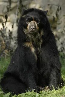 Only bear