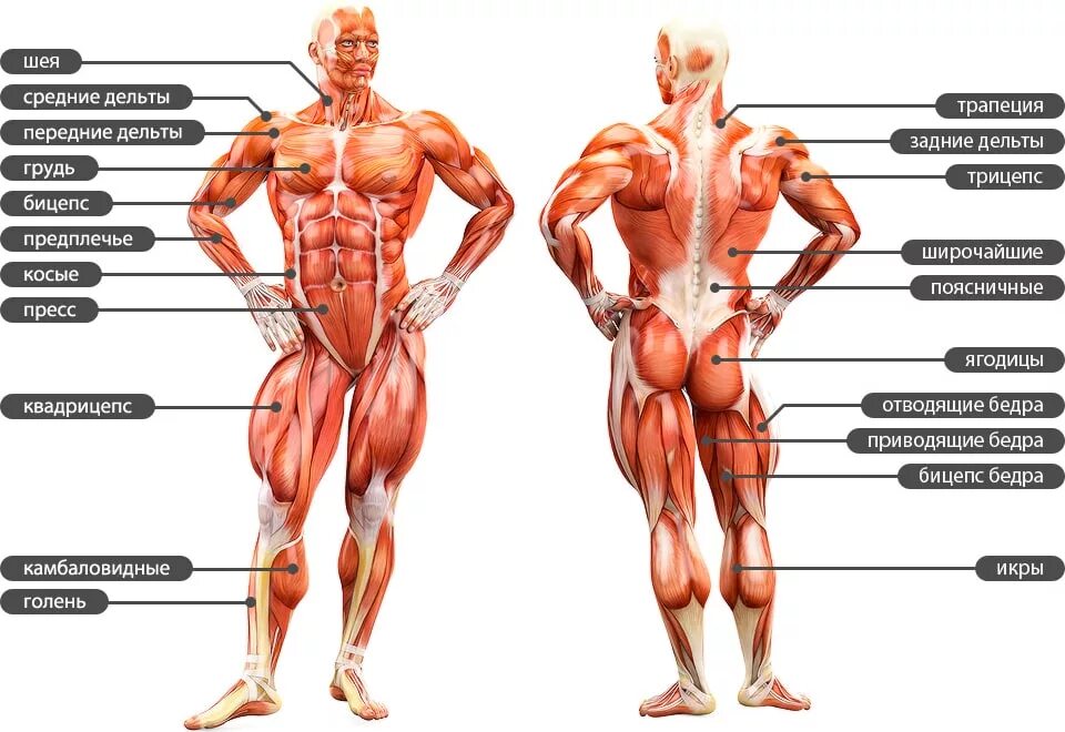 Основные мышцы для развития. Строение мышечной системы человека. Строение тела мышцы название. Анатомическая структура мышц человека. Строение человека мышцы анатомия мужчины.