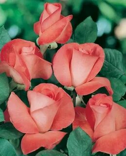 Don flowers