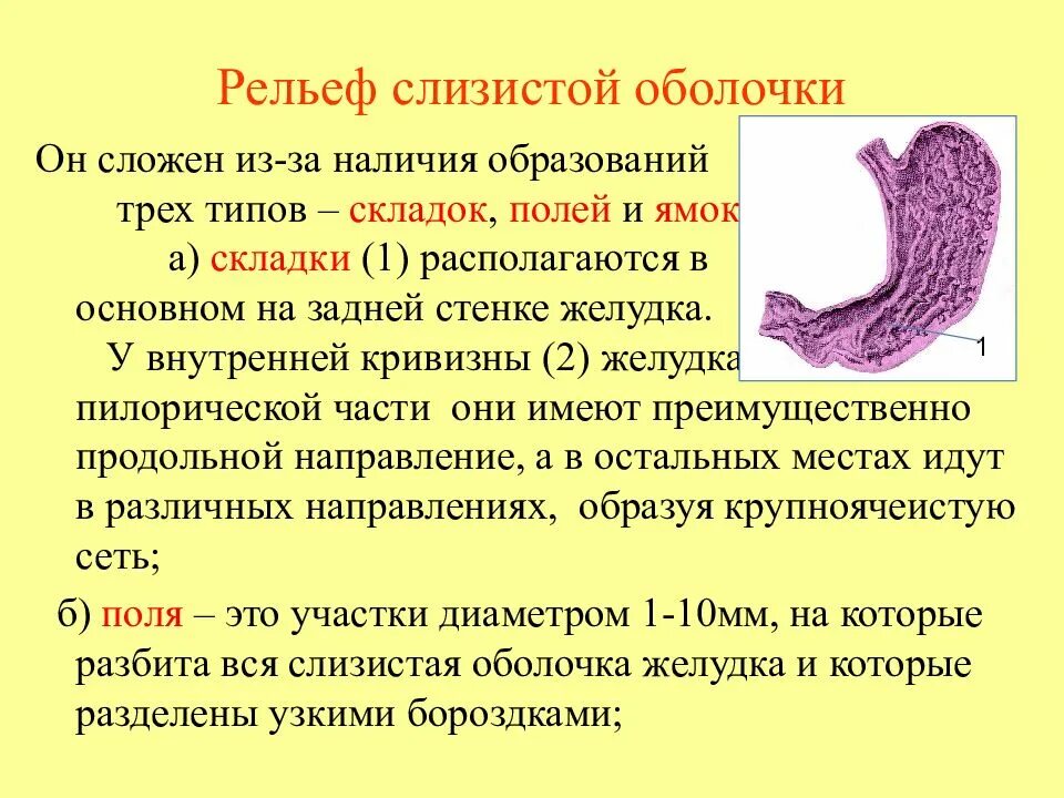 Сколько восстанавливается жкт