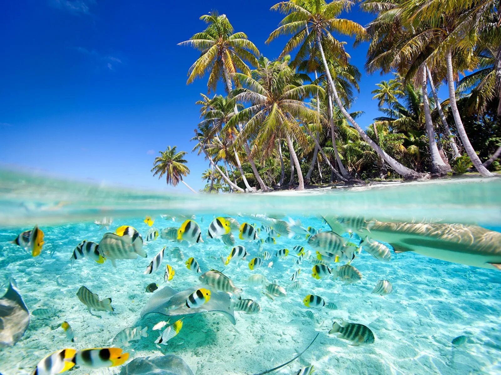 Под тропики. Пальмы солнце. Коралловый риф бора бора. Карибские джунгли. Пальмы на закате.