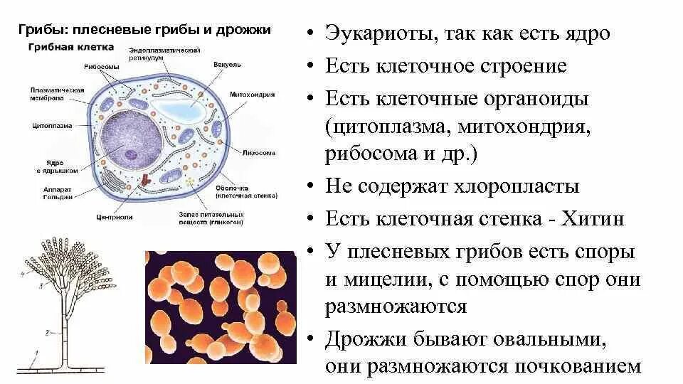 Структура клеток грибов микробиология. Строение грибной клетки плесень. Строение грибной клетки микробиология. Грибы строение микробиология. Клетки гриба не имеют ядра